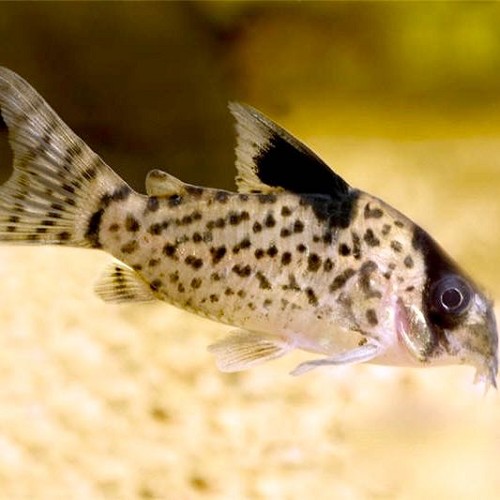 Corydoras leucomelas - Corydoras à nageoires noires L